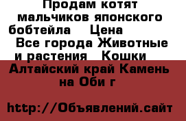 Продам котят мальчиков японского бобтейла. › Цена ­ 30 000 - Все города Животные и растения » Кошки   . Алтайский край,Камень-на-Оби г.